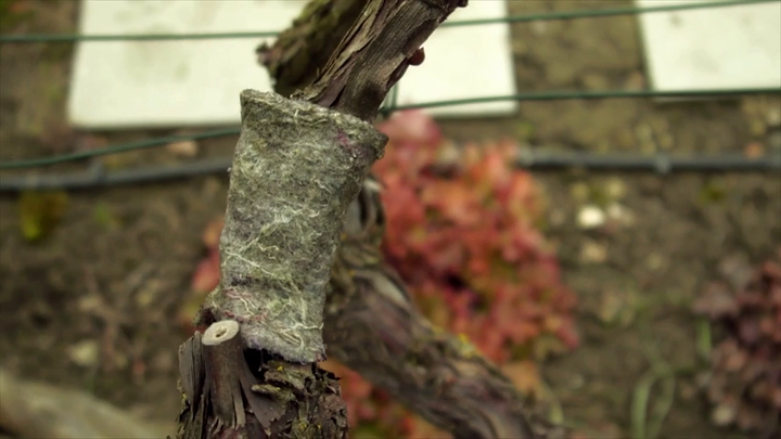 Nová záhrada - kučeravosť listov